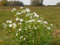 Erigeron annuus 19, Zomerfijnstraal, Saxifraga-Ed Stikvoort