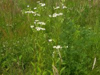 Erigeron annuus 22, Zomerfijnstraal, Saxifraga-Rutger Barendse