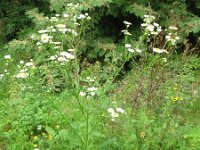 Erigeron annuus 23, Zomerfijnstraal, Saxifraga-Rutger Barendse