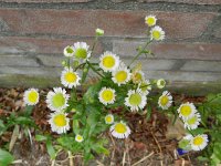 Erigeron annuus 25, Zomerfijnstraal, Saxifraga-Rutger Barendse