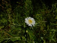 Erigeron annuus 26, Zomerfijnstraal, Saxifraga-Peter Meininger