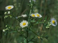 Erigeron annuus 8, Zomerfijnstraal, Saxifraga-Jan van der Straaten