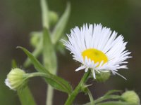 Erigeron annuus 9, Zomerfijnstraal, Saxifraga-Peter Meininger