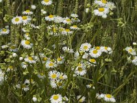 Erigeron annuus ssp strigosus 5, Saxifraga-Jan van der Straaten