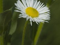 Erigeron annuus ssp strigosus 6, Saxifraga-Jan van der Straaten