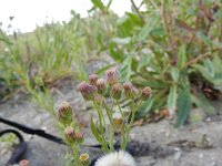 Erigeron bonariensis