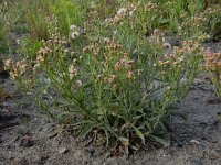 Erigeron bonariensis 2, Gevlamde fijnstraal, Saxifraga-Peter Meininger