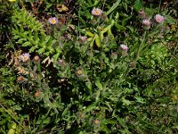 Erigeron caucasicus