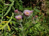 Erigeron caucasicus 12, Saxifraga-Ed Stikvoort