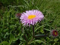 Erigeron caucasicus ssp venustus 7, Saxifraga-Ed Stikvoort