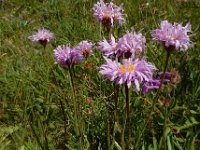 Erigeron caucasicus ssp venustus 9, Saxifraga-Ed Stikvoort