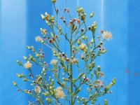 Erigeron floribundus 4, Ruige fijnstraal, Saxifraga-Ed Stikvoort