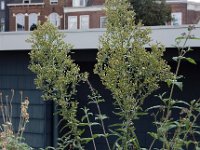 Erigeron floribundus 6, Ruige fijnstraal, Saxifraga-Ed Stikvoort