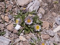 Erigeron glabratus