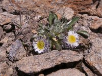 Erigeron glabratus 3, Saxifraga-Luuk Vermeer