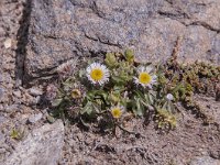 Erigeron glabratus 4, Saxifraga-Luuk Vermeer