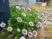 Erigeron glaucus 5 , Saxifraga-Ed Stikvoort