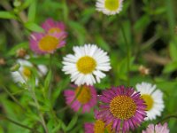 Erigeron karvinskianus 16, Muurfijnstraal, Saxifraga-Ed Stikvoort