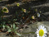 Erigeron karvinskianus 17, Muurfijnstraal, Saxifraga-Rutger Barendse