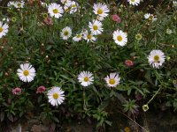 Erigeron karvinskianus 2, Muurfijnstraal, Saxifraga-Peter Meininger