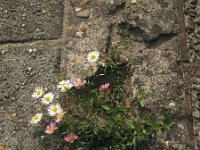 Erigeron karvinskianus 6, Muurfijnstraal, Saxifraga-Rutger Barendse