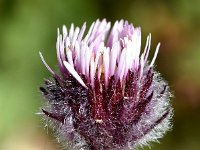 Erigeron uniflorus 12, Saxifraga-Sonja Bouwman  One-flowered fleabane - Erigeron uniflorus - Asteraceae familie