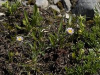 Erigeron uniflorus 2, Saxifraga-Willem van Kruijsbergen