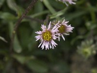 Erigeron uniflorus 4, Saxifraga-Jan van der Straaten