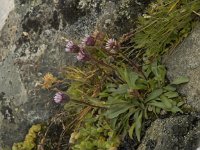 Erigeron uniflorus 5, Saxifraga-Willem van Kruijsbergen