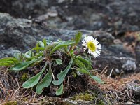 Erigeron uniflorus 8, Saxifraga-Jeroen Willemsen