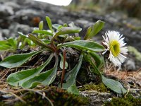 Erigeron uniflorus 9, Saxifraga-Rutger Barendse