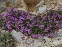 Erinus alpinus 10, Saxifraga-Willem van Kruijsbergen