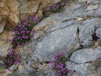 Erinus alpinus 12, habitat, Saxifraga-Willem van Kruijsbergen