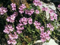 Erinus alpinus 13, Saxifraga-Jan van der Straaten