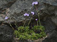 Erinus alpinus 15, Saxifraga-Willem van Kruijsbergen