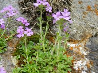 Erinus alpinus 19, Saxifraga-Rutger Barendse