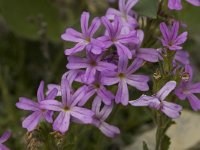 Erinus alpinus 2, Saxifraga-Jan van der Straaten