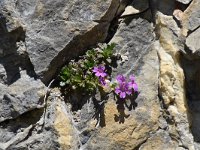 Erinus alpinus 20, Saxifraga-Luuk Vermeer