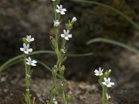 Erinus alpinus 23, Saxifraga-Willem van Kruijsbergen