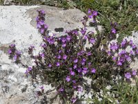 Erinus alpinus 25, Saxifraga-Willem van Kruijsbergen