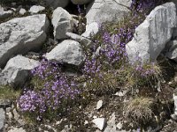 Erinus alpinus 27, Saxifraga-Willem van Kruijsbergen