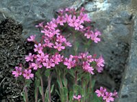 Erinus alpinus 29, Saxifraga-Jan van der Straaten
