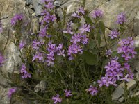 Erinus alpinus 3, Saxifraga-Jan van der Straaten