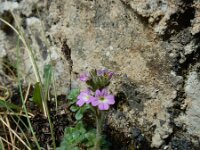 Erinus alpinus 30, Saxifraga-Ed Stikvoort : Poncebos - Cordiñanes de Valdeón s9900