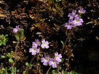 Erinus alpinus 31, Saxifraga-Ed Stikvoort : Espinama - Fuente Dé - Regugio de Aliva s9900