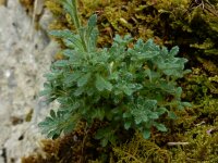 Erinus alpinus 32, Saxifraga-Ed Stikvoort : Poncebos s9900
