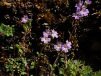 Erinus alpinus 33, Saxifraga-Ed Stikvoort : Espinama - Fuente Dé - Regugio de Aliva s9900