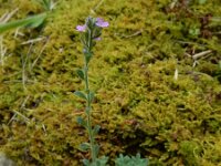 Erinus alpinus 34, Saxifraga-Ed Stikvoort : Poncebos s9900
