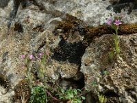 Erinus alpinus 35, Saxifraga-Ed Stikvoort : Poncebos - Cordiñanes de Valdeón s9900