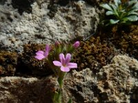 Erinus alpinus 36, Saxifraga-Ed Stikvoort : Poncebos - Cordiñanes de Valdeón s9900